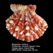 Mirapecten mirificus (5)